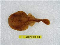 藏品(日本電鱝)的圖片